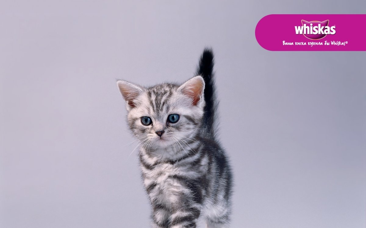 Серый кот из рекламы вискас