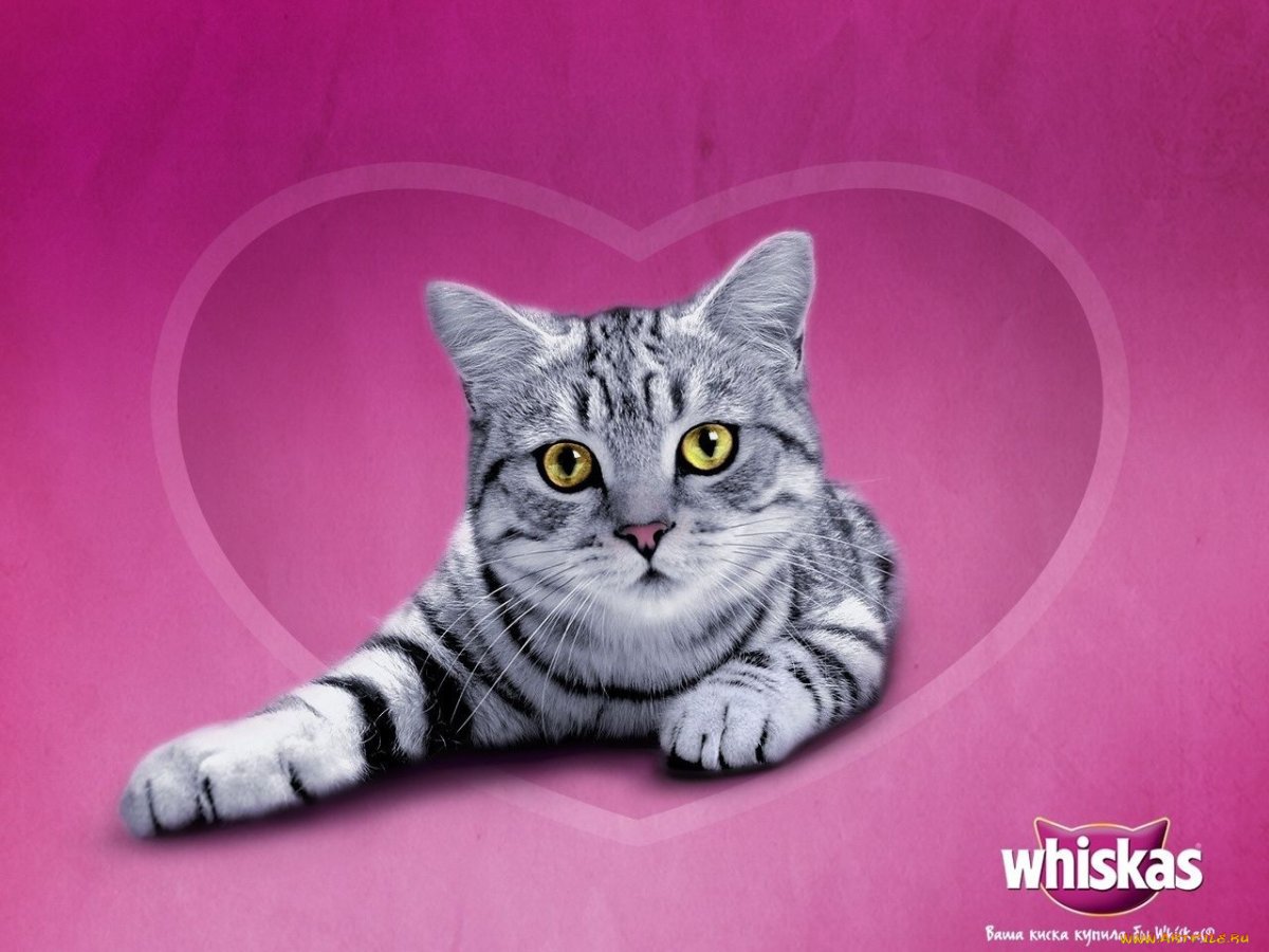 Кот в зеленой шапке