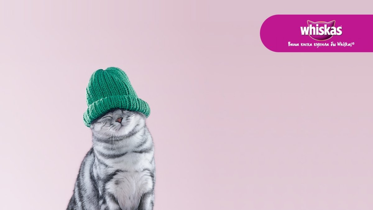 Кот из вискаса порода