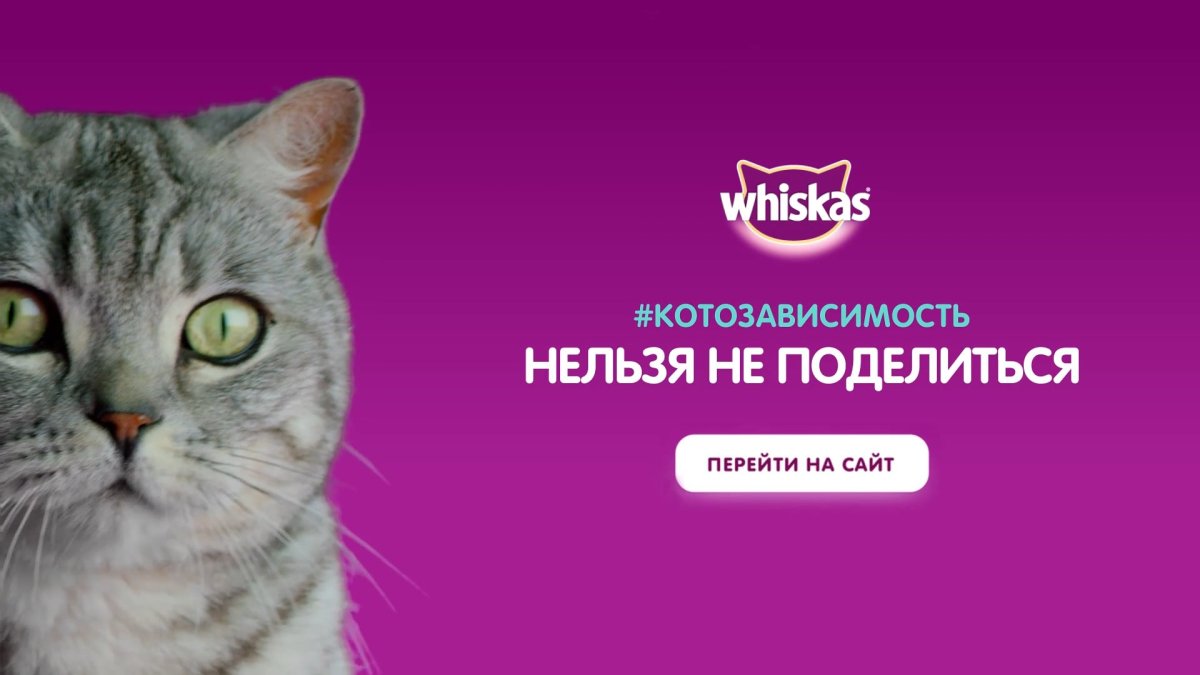 Кошка вискас