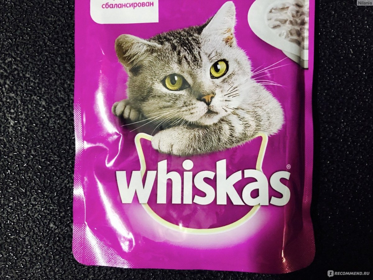 Кошки на рабочий стол компьютера