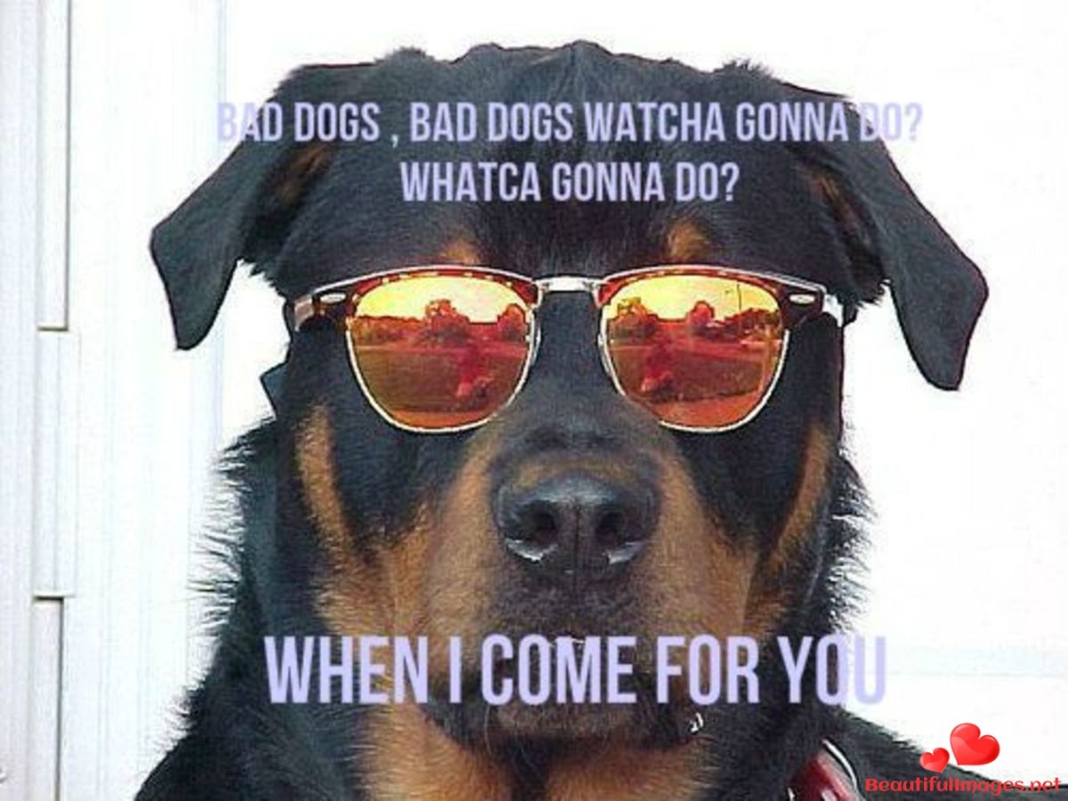 Кот в очках