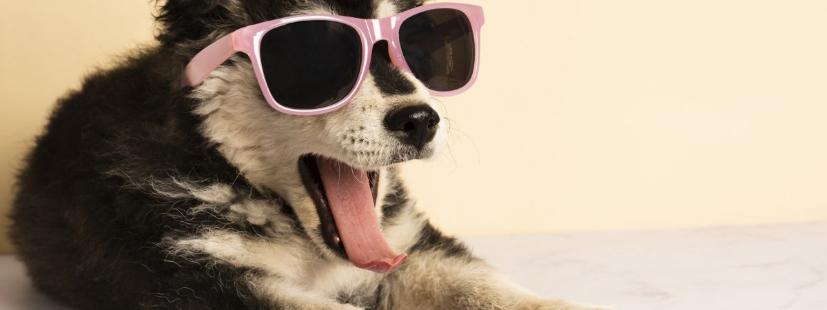 Яндекасзаставка пес в очках