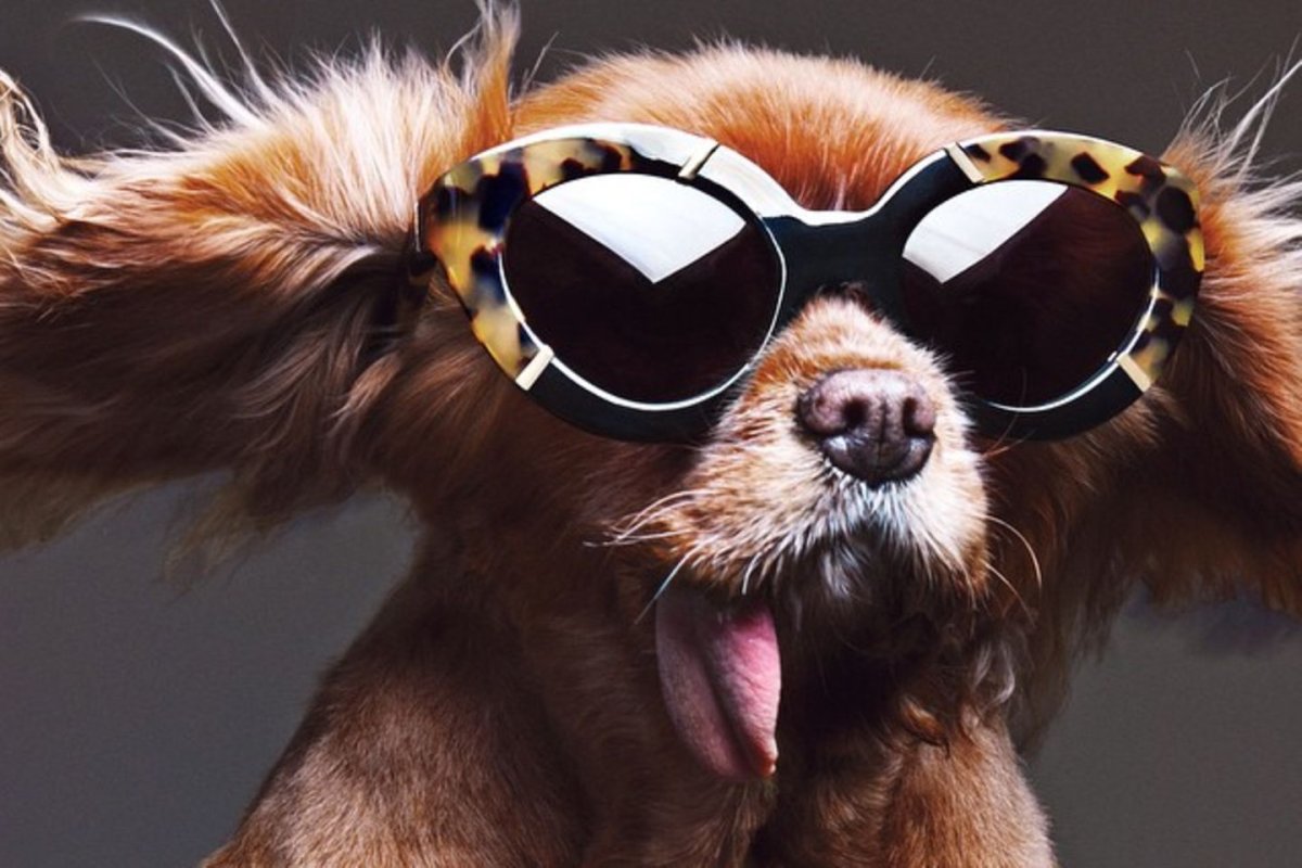 Подруги с собаками