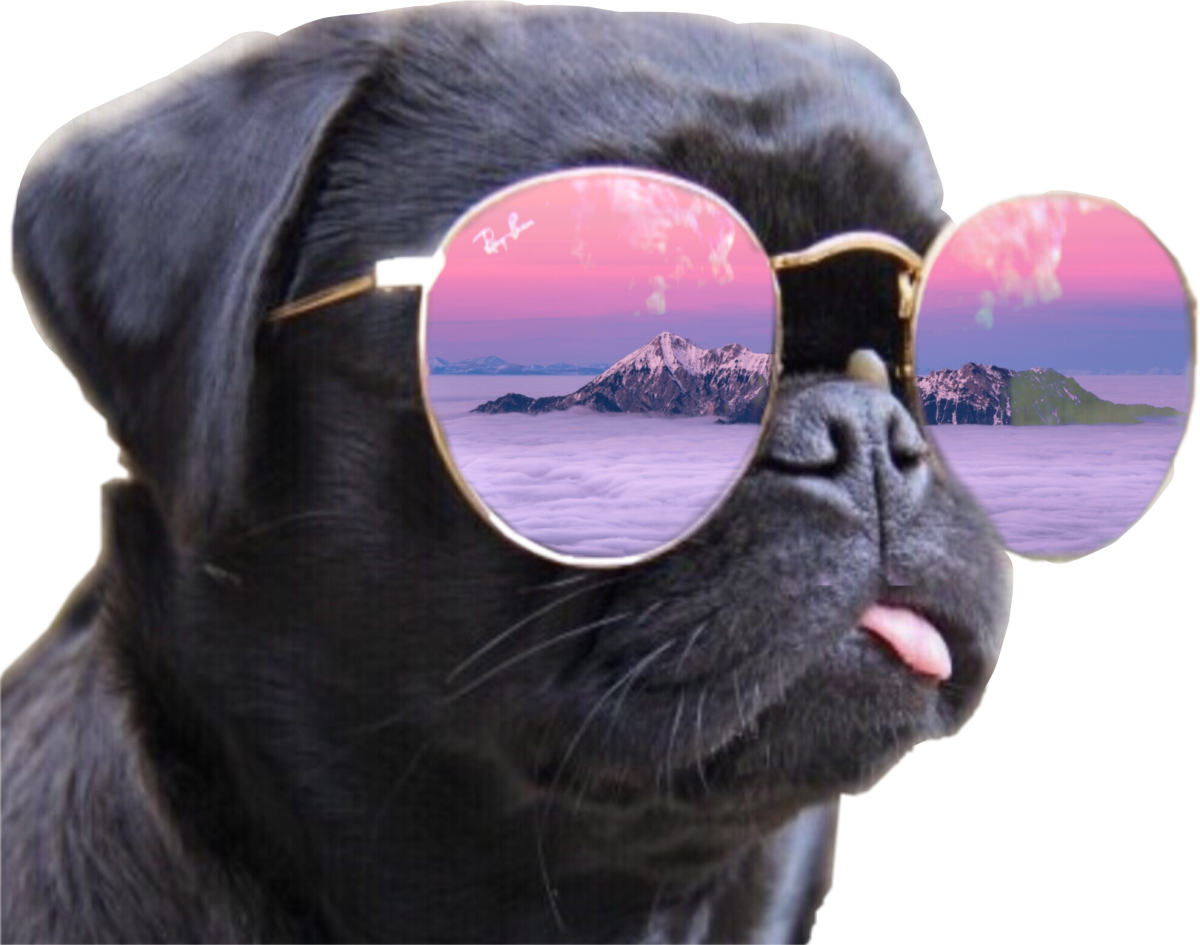 Животные в розовых очках