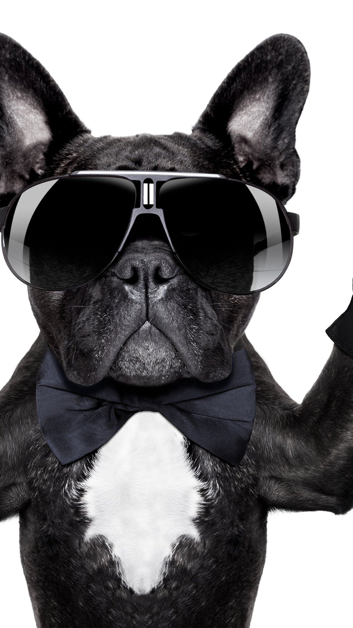 Серьезный пес в очках