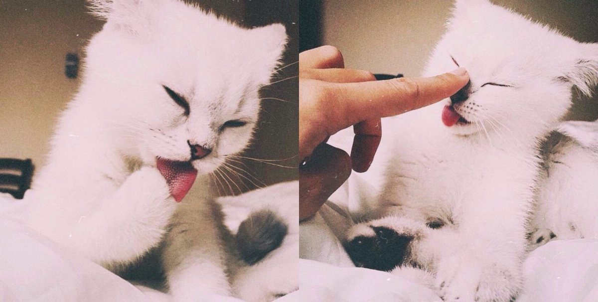 Кот Хэллоуин арт