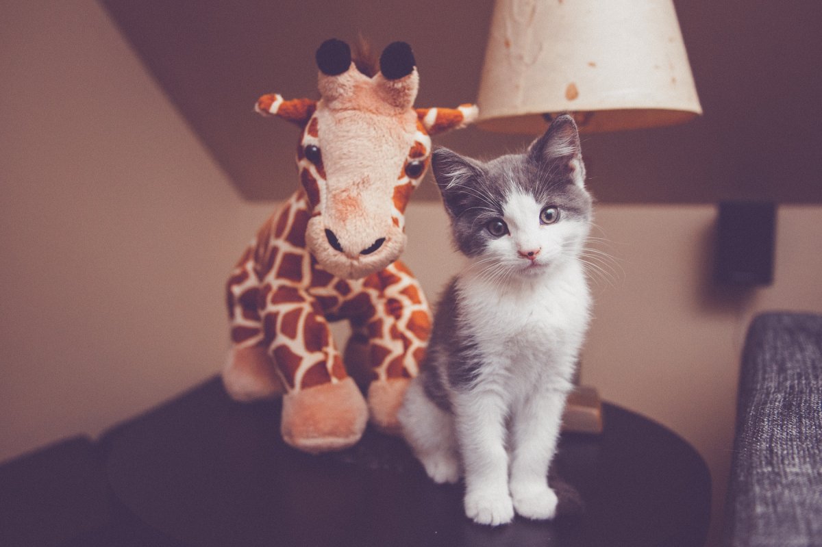 Том и Джерри обои