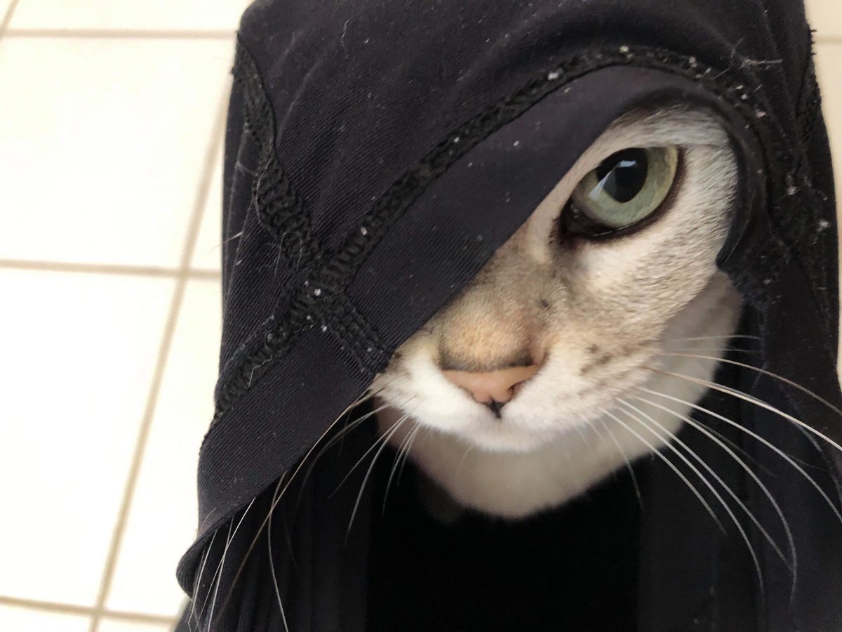 Кот в бандане и очках