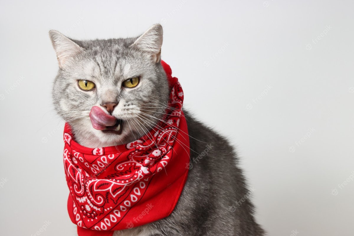 Ава кота банда