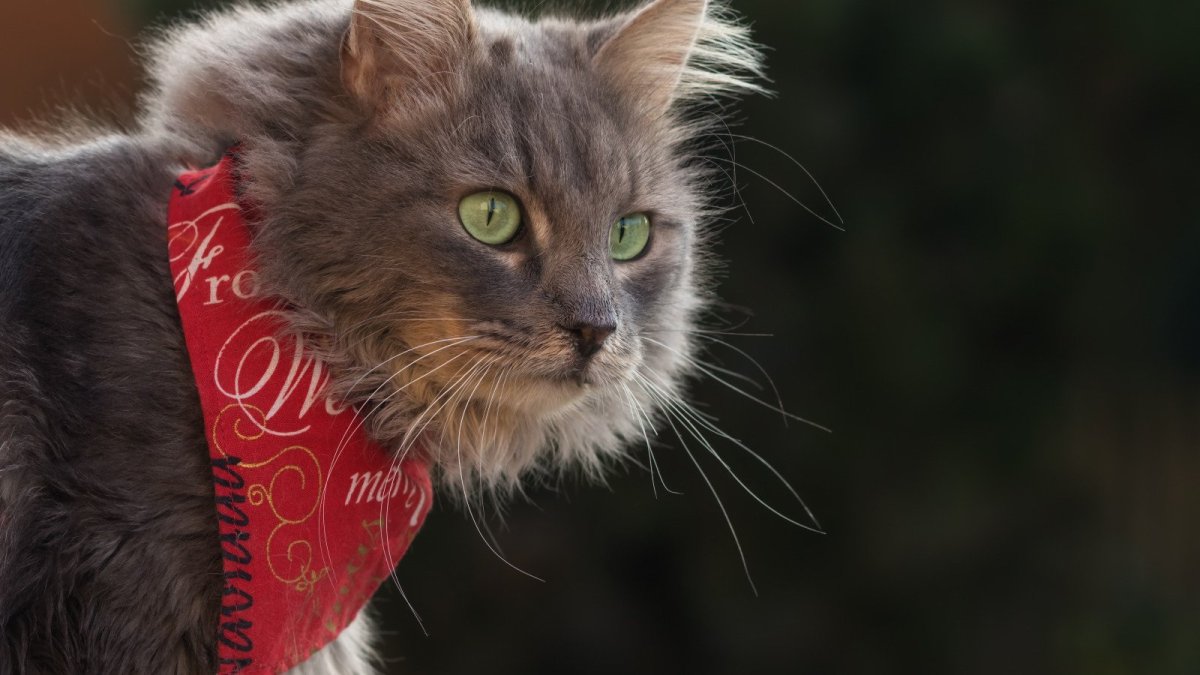 Коты в кепках