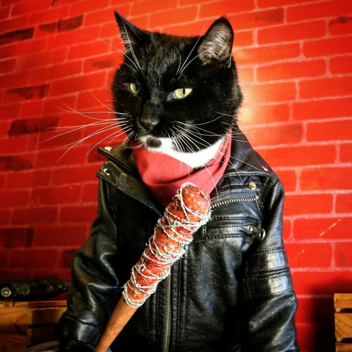 Кот в капюшоне