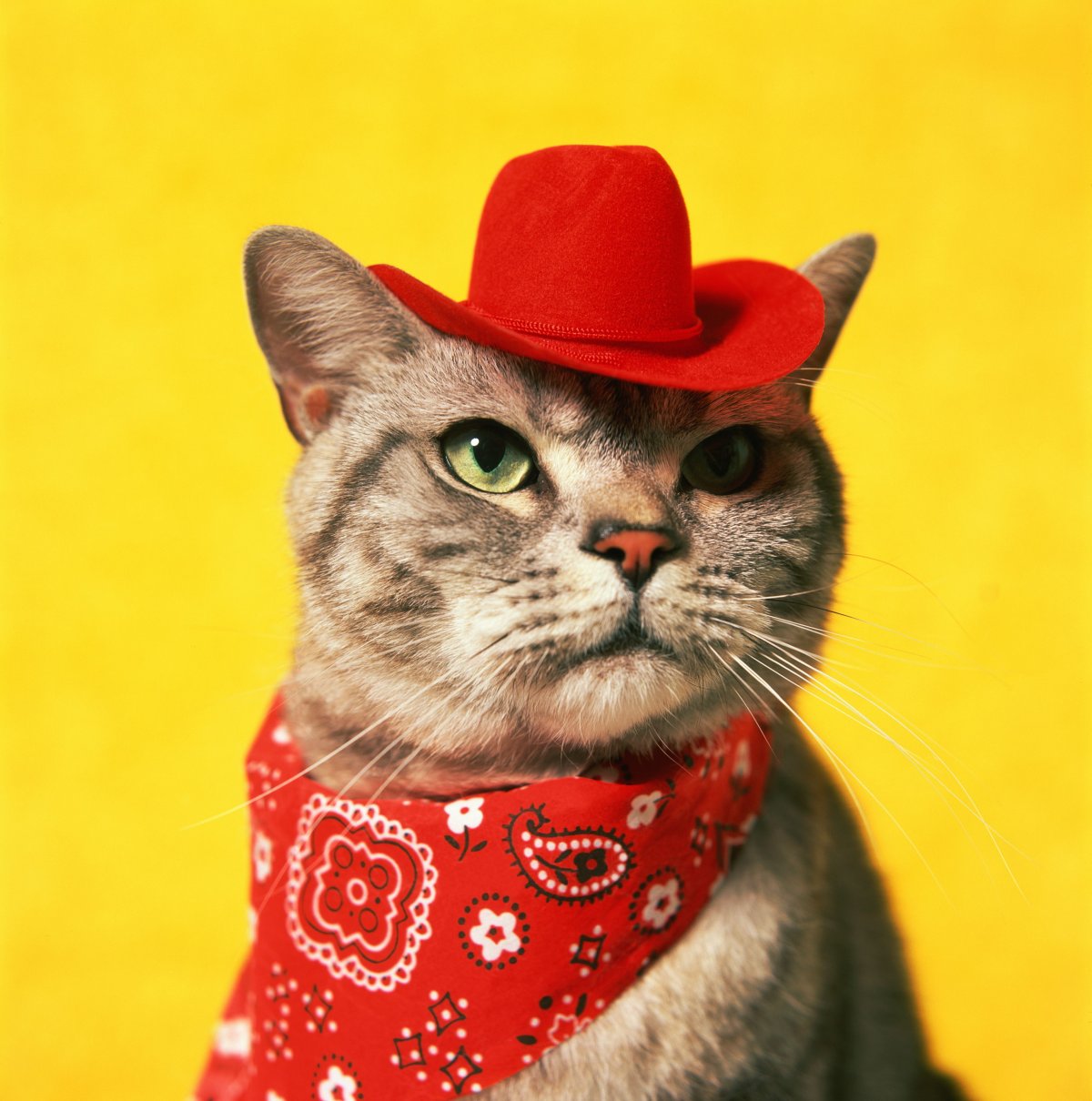 Бандана для котов