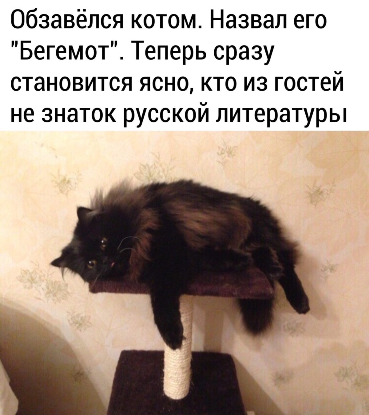 Булгаковский кот Бегемот
