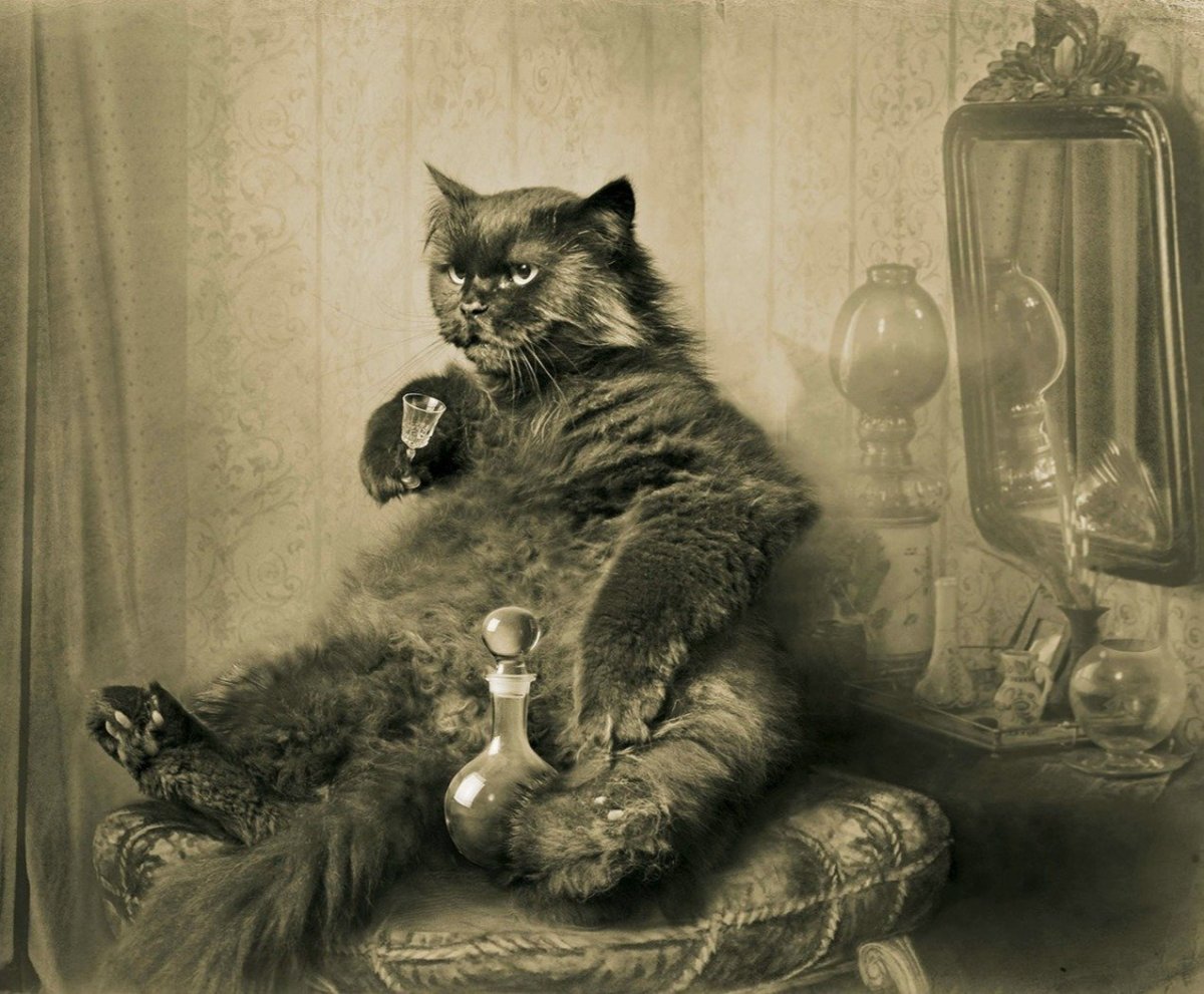 Кот Бегемот и желтые цветы