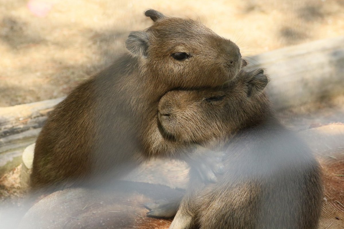 Капибара в шапке