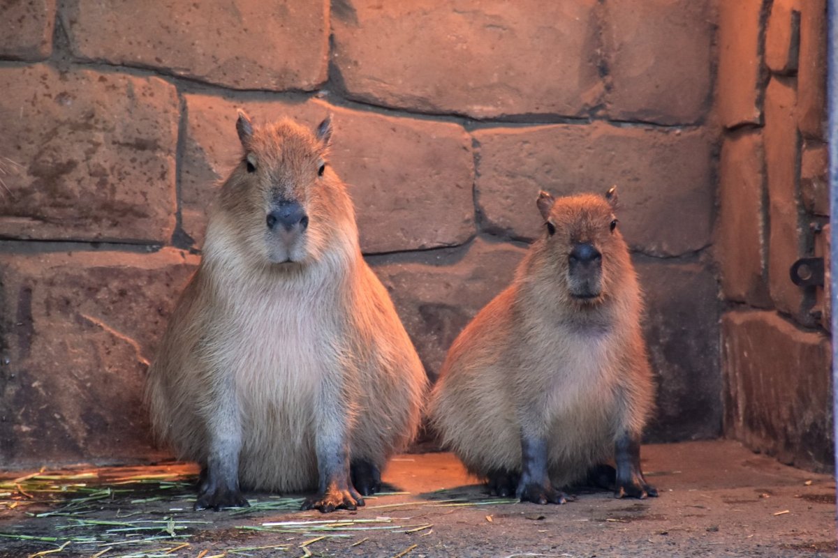 Капибара открытка