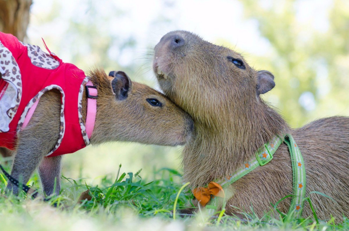 Капибара Джоджо