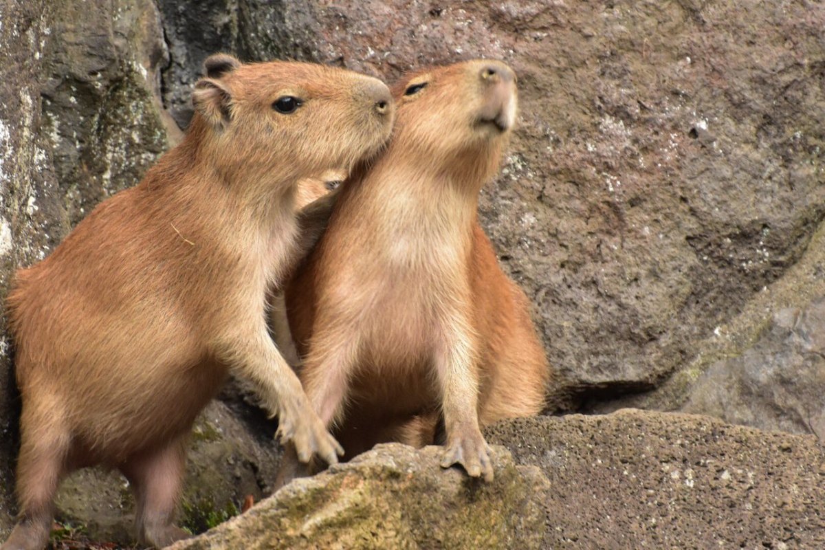 Капибара ok i Pull up