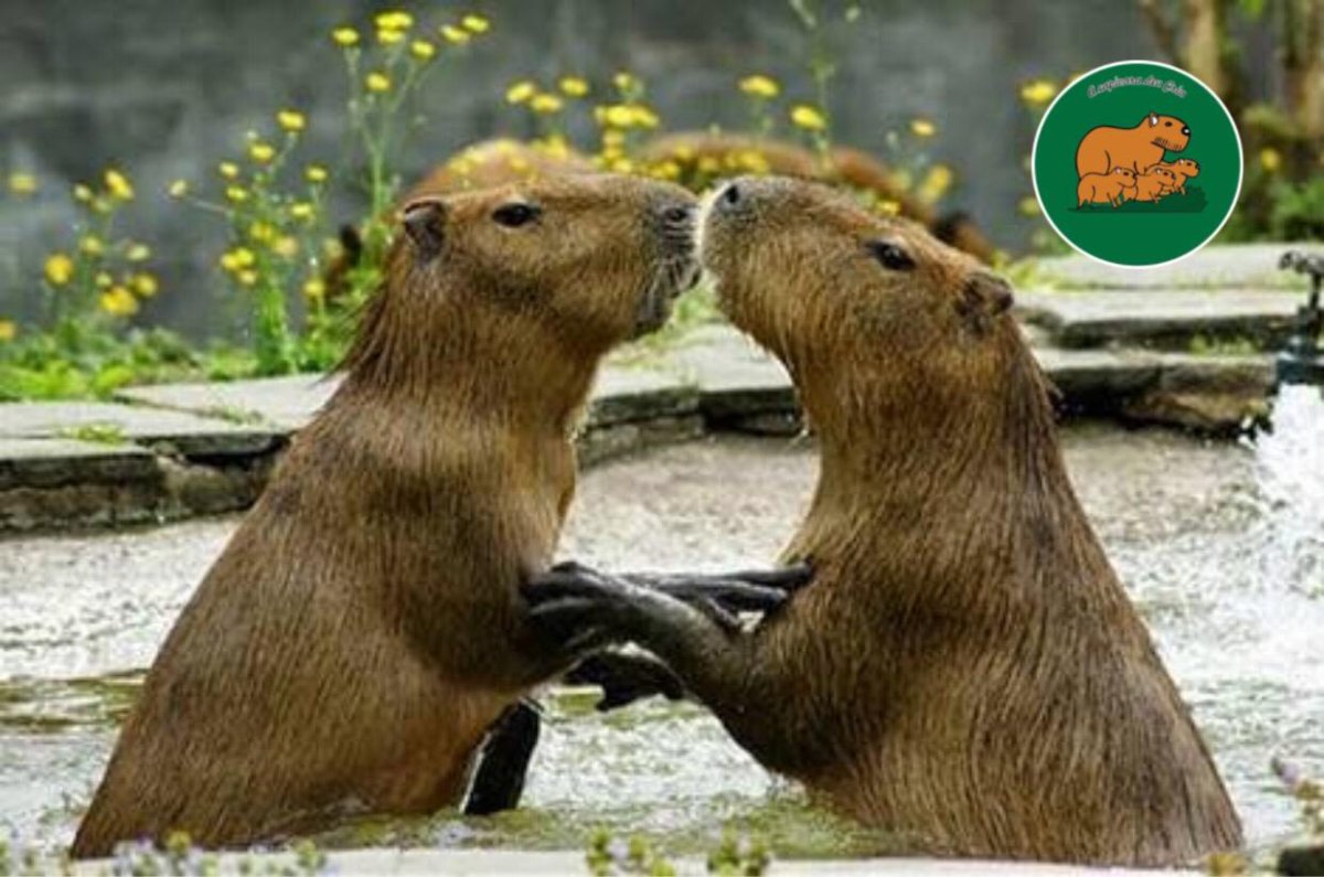 Удивлённая капибара