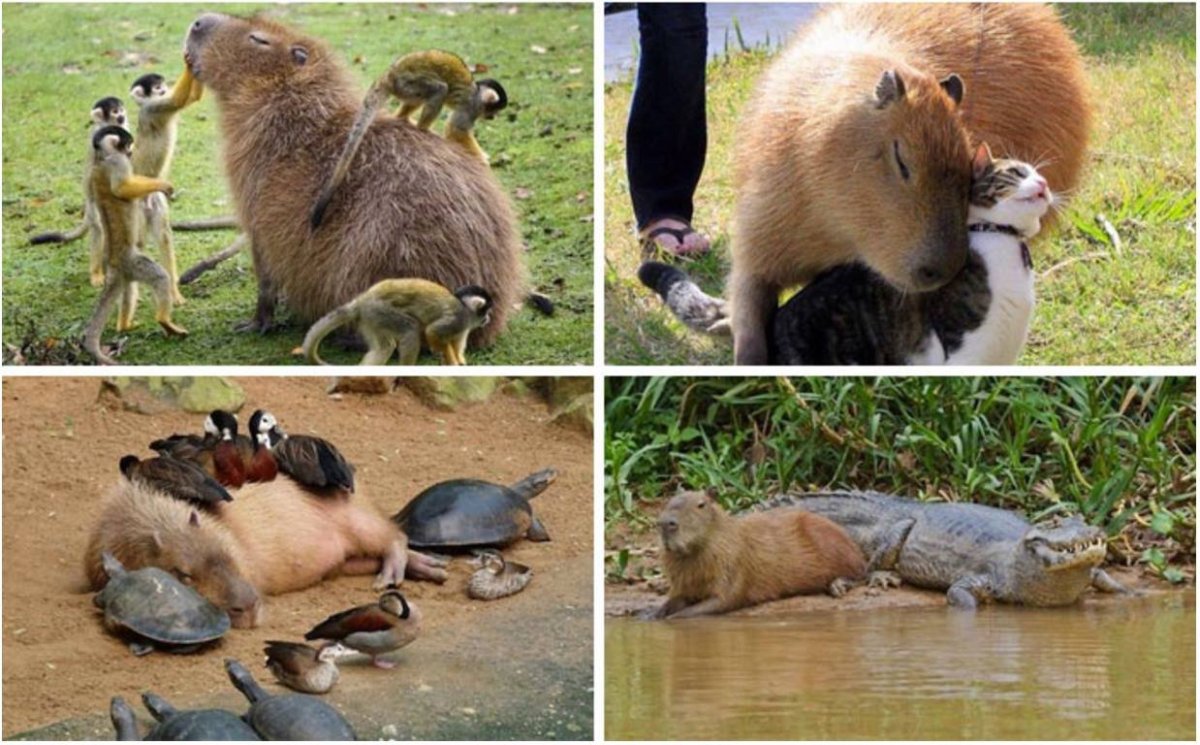 Николай Дроздов с Капибарами