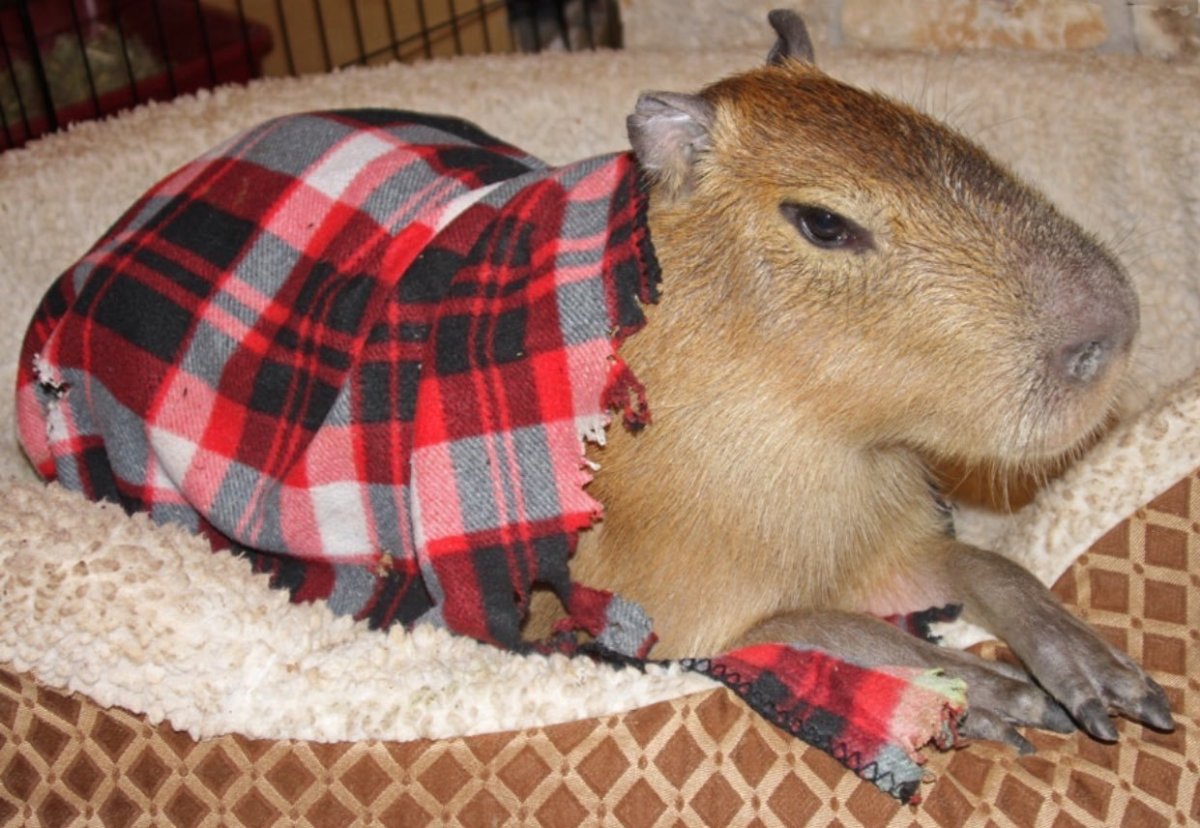 Нутрия и капибара