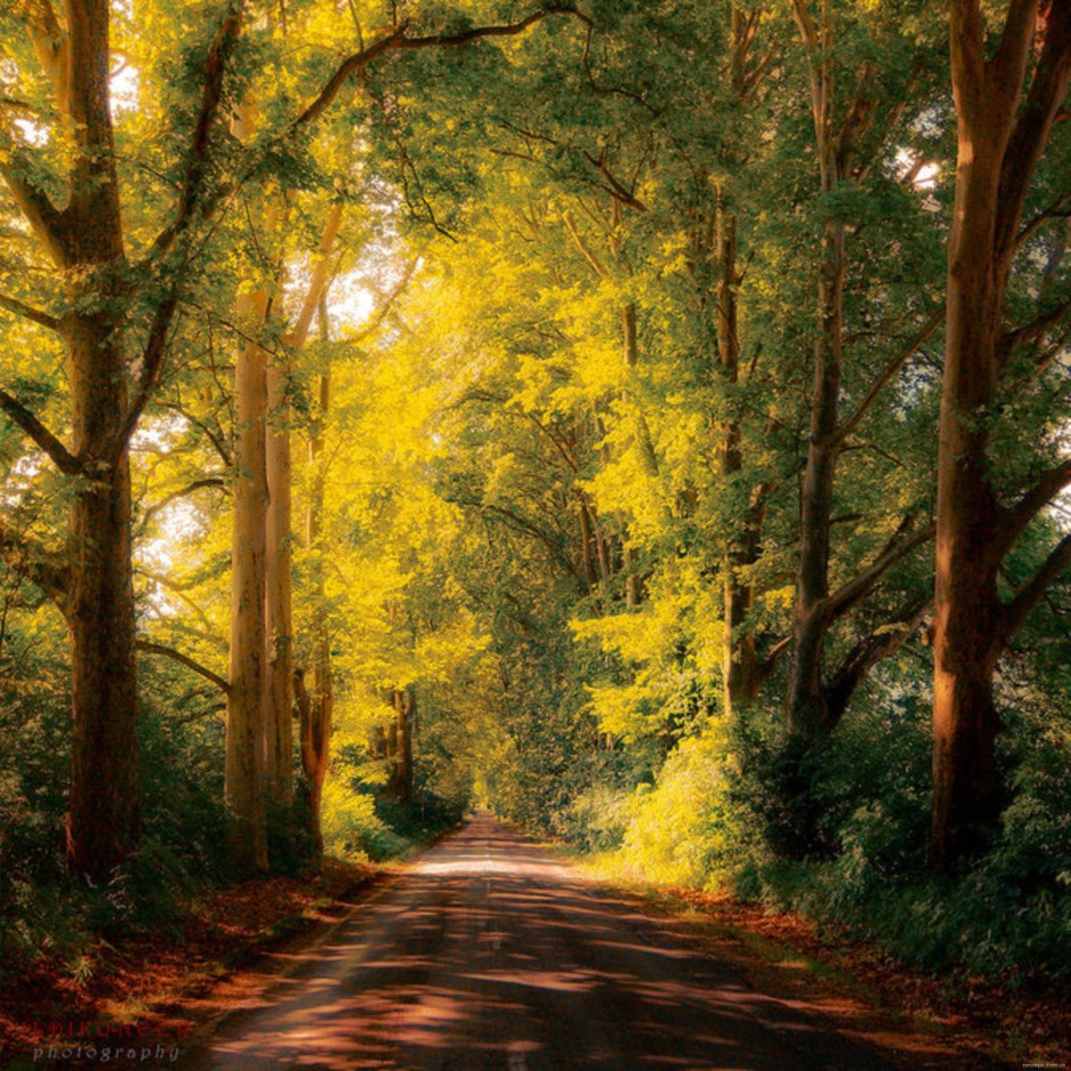 Красивый Лесной пейзаж