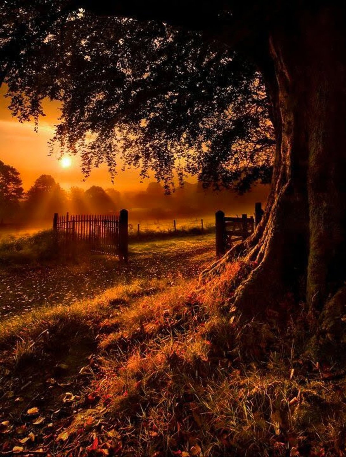 Картинки на аву природа лето