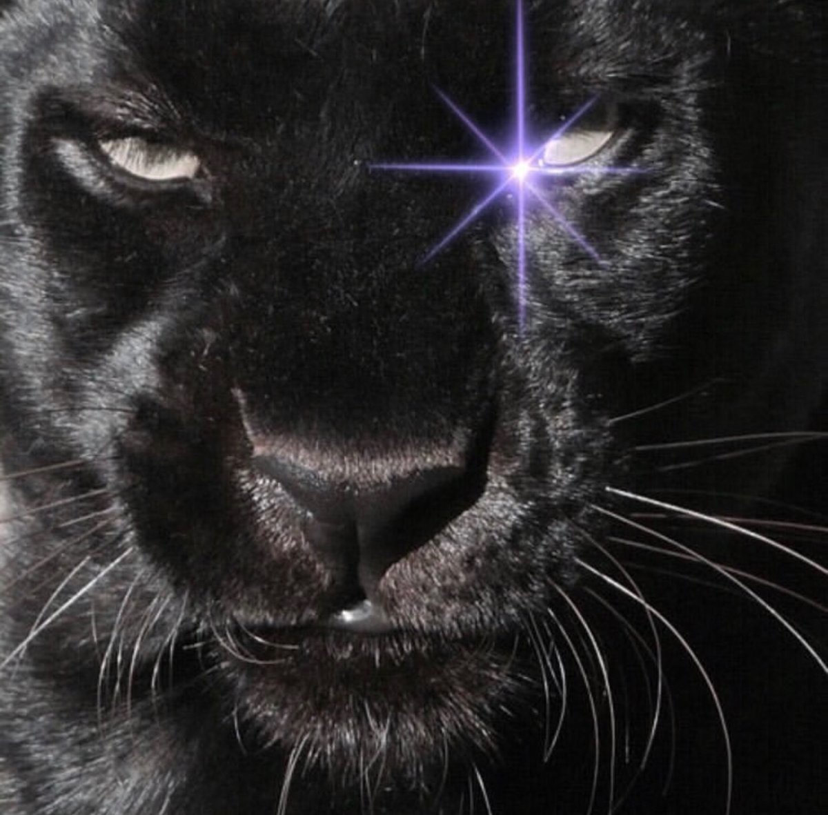 Тигр и девушка