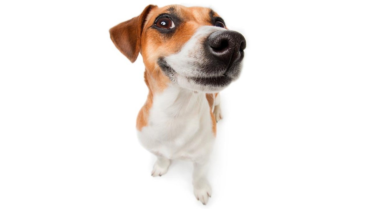 Мемный Джек Рассел терьер