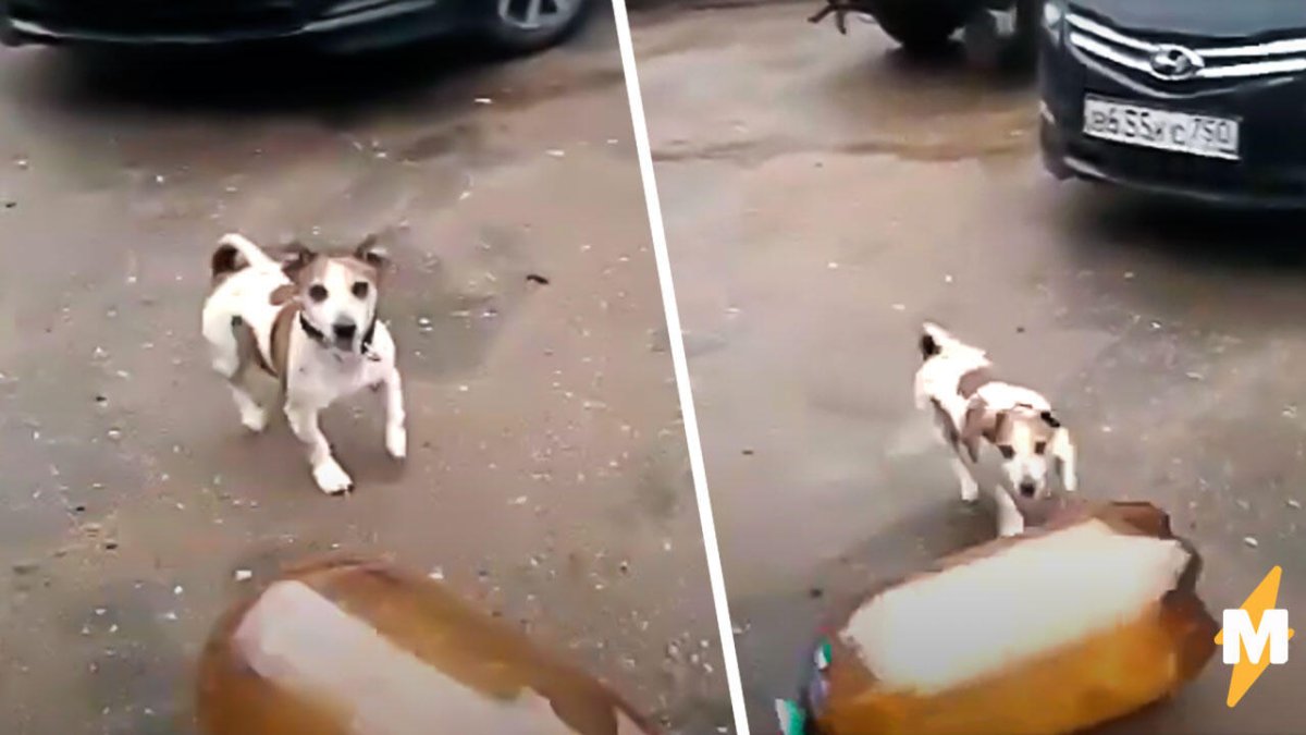 Собака в солнцезащитных очках