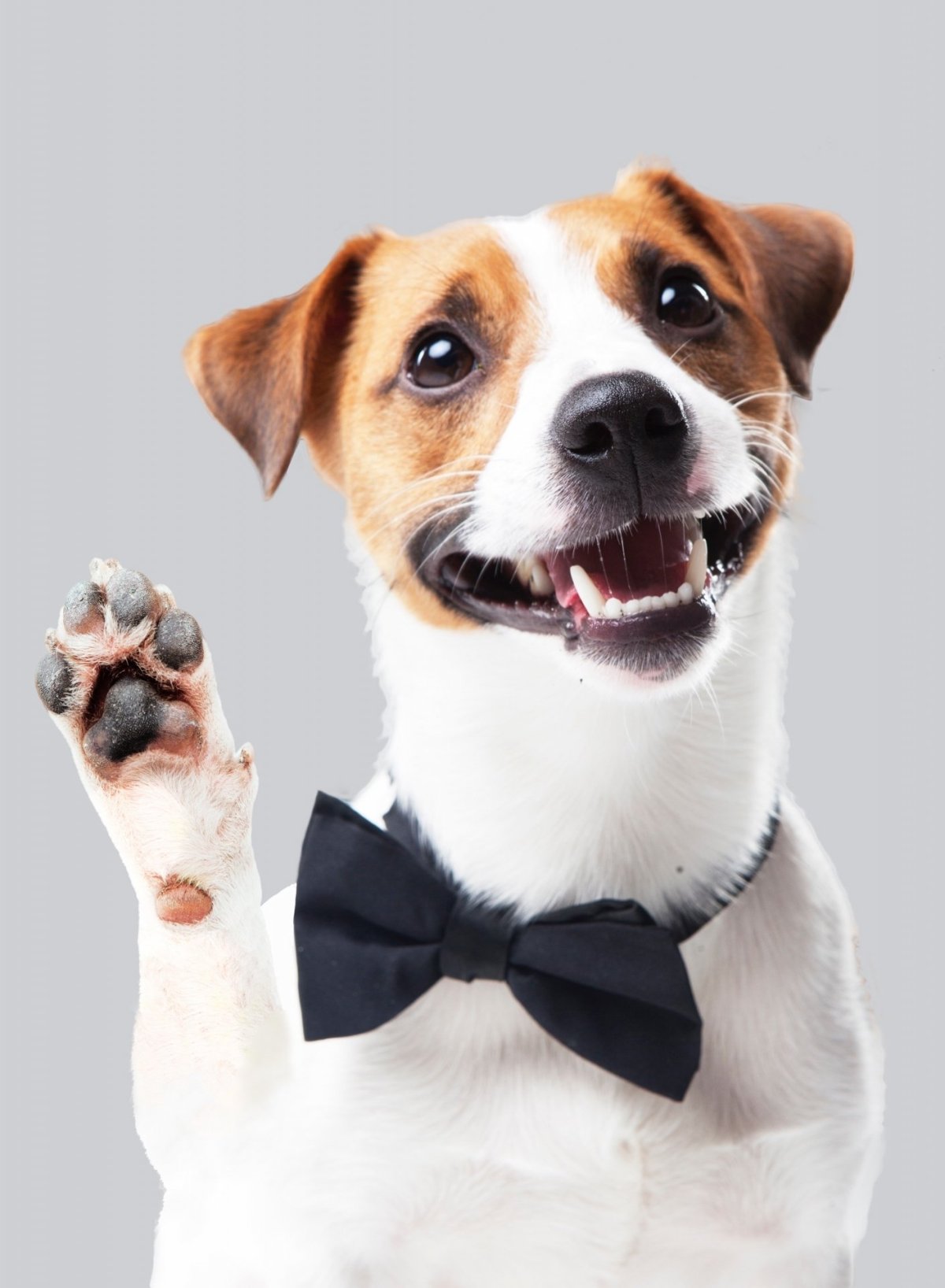 Мемы с собакой и кегой