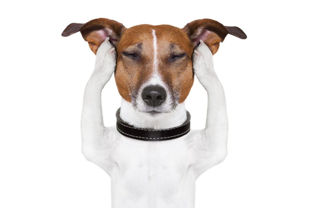 Джек-Рассел-терьер на белом фоне