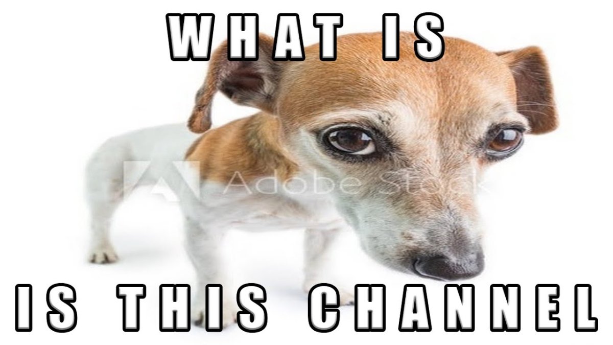 Джек-Рассел-терьер на белом фоне