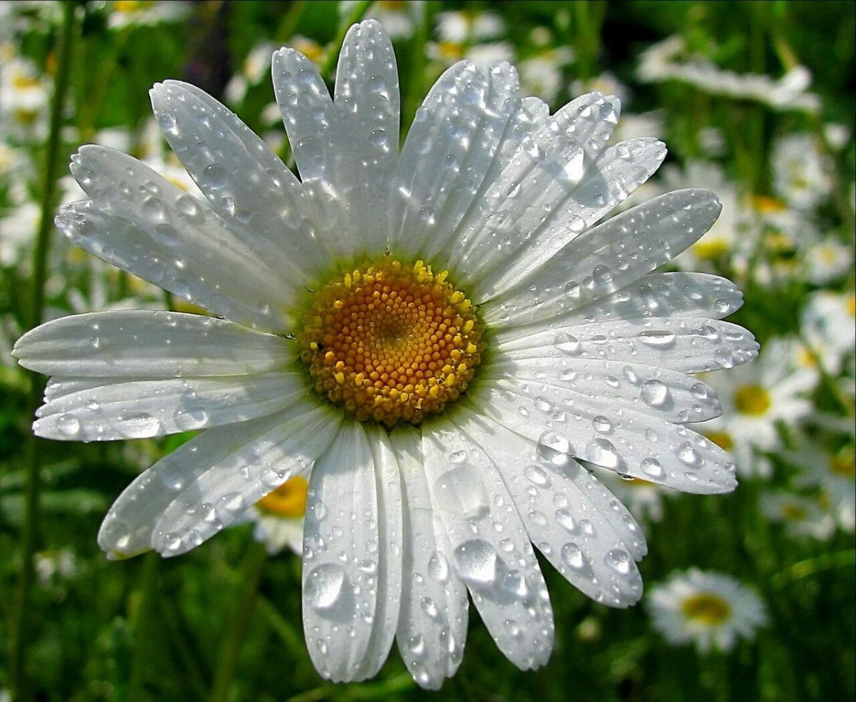 Ромашка это Живая природа