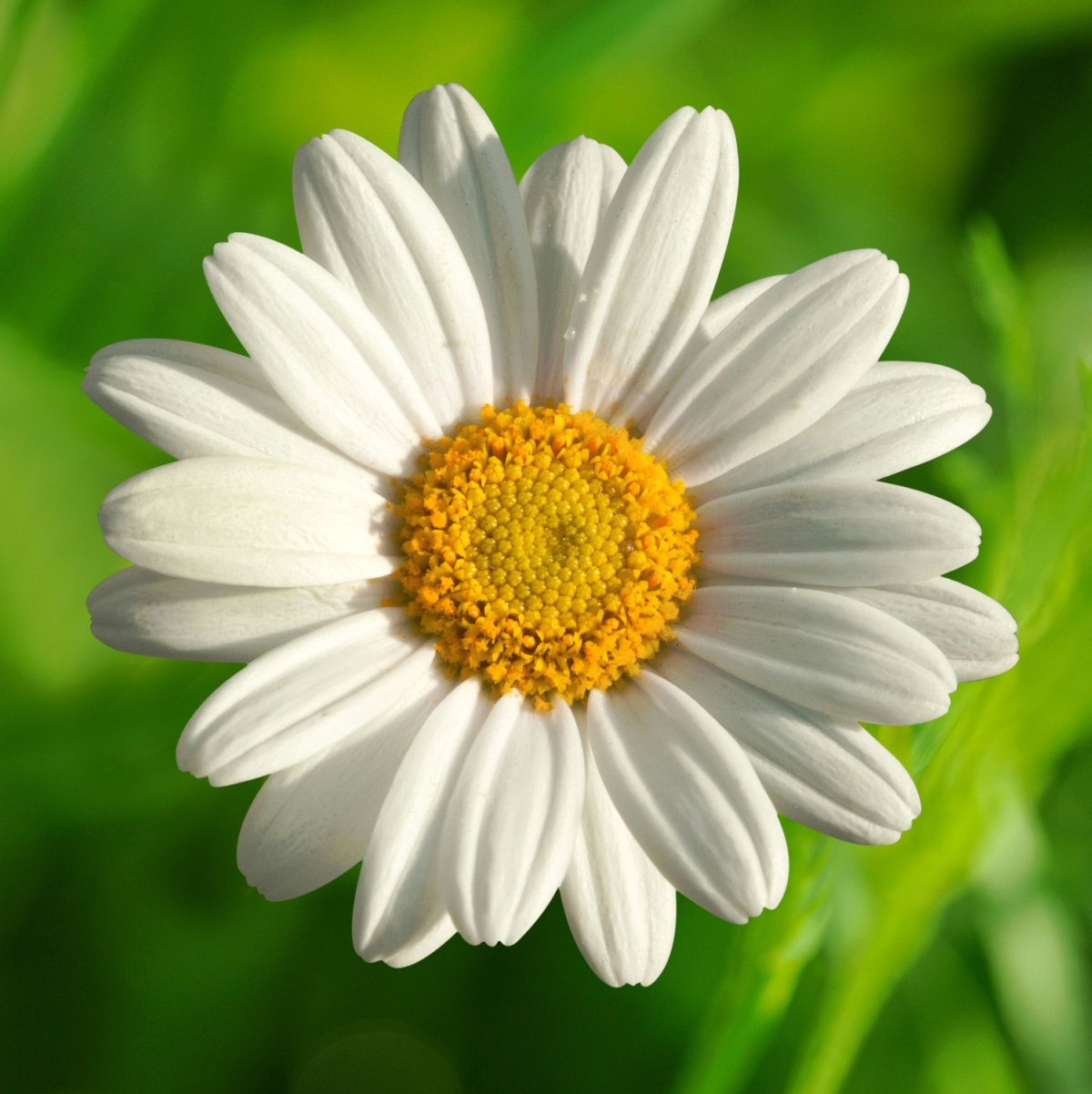 Ромашка любит не любит