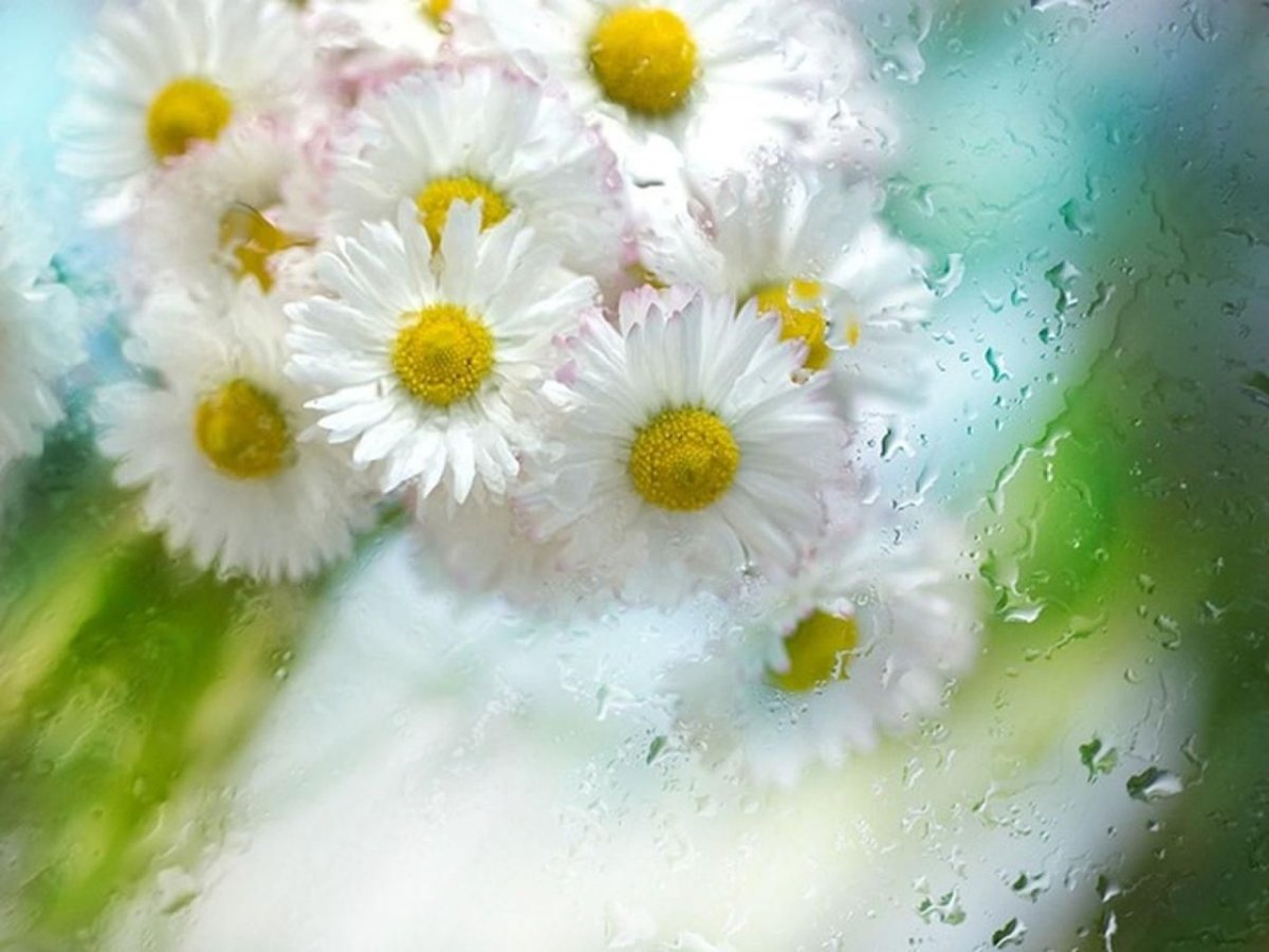 Ромашковая нежность