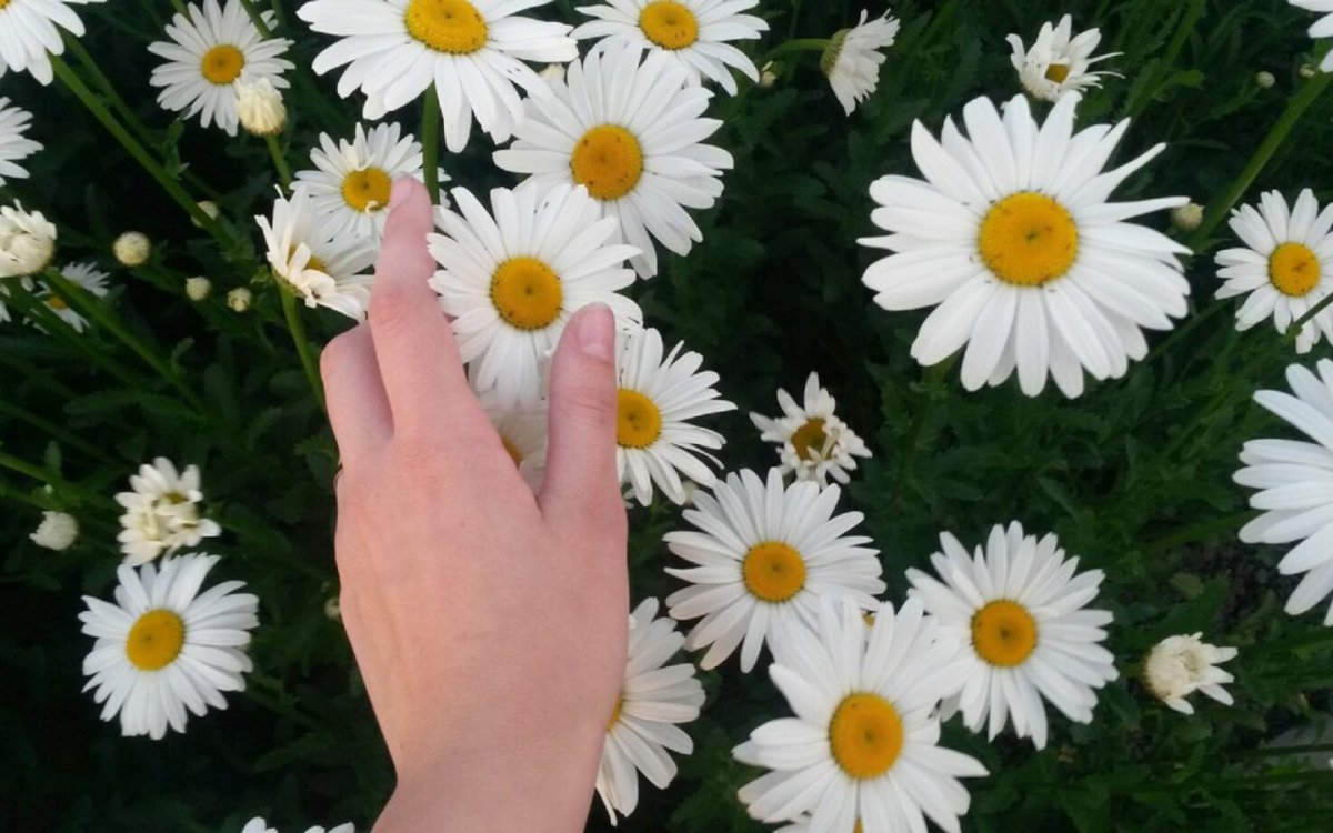 Букет ромашек в руках
