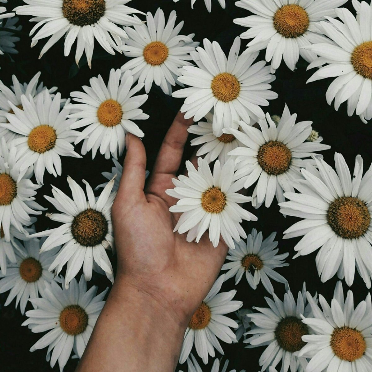 Букет ромашек в руках