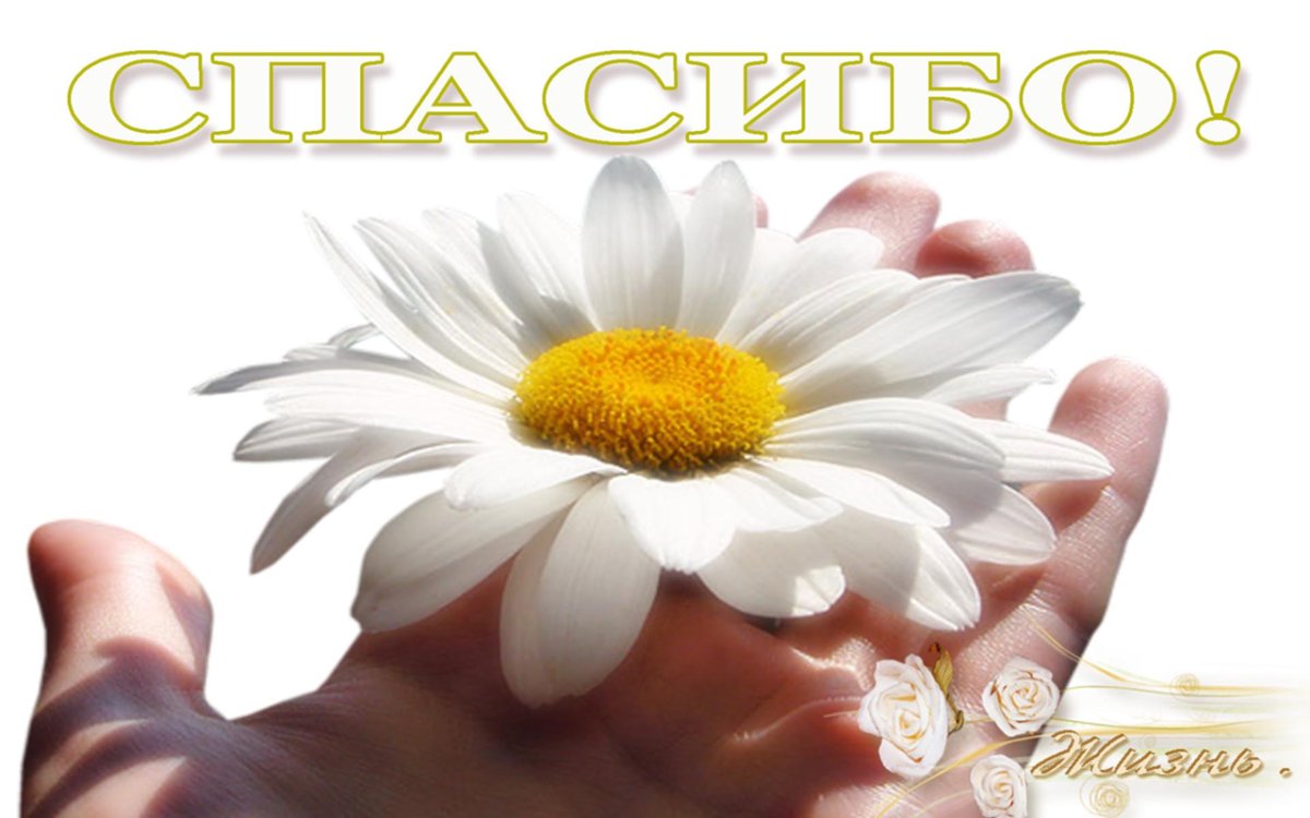 Ромашка на ладони