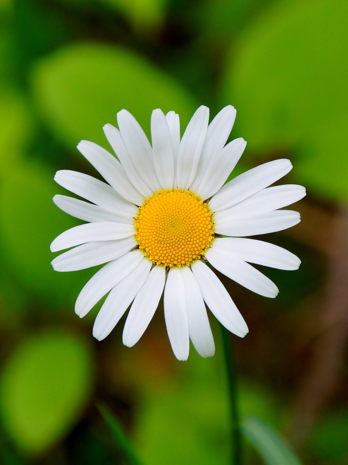 Прикольные ромашки