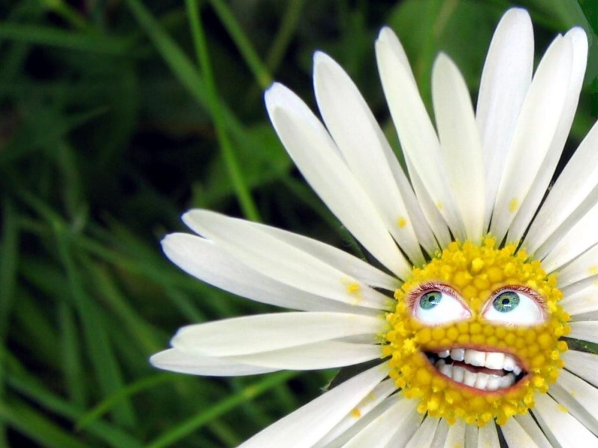 Прекрасные ромашки