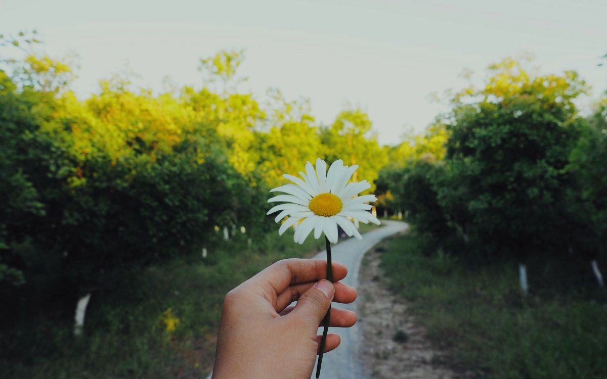 Эстетика ромашки в руках