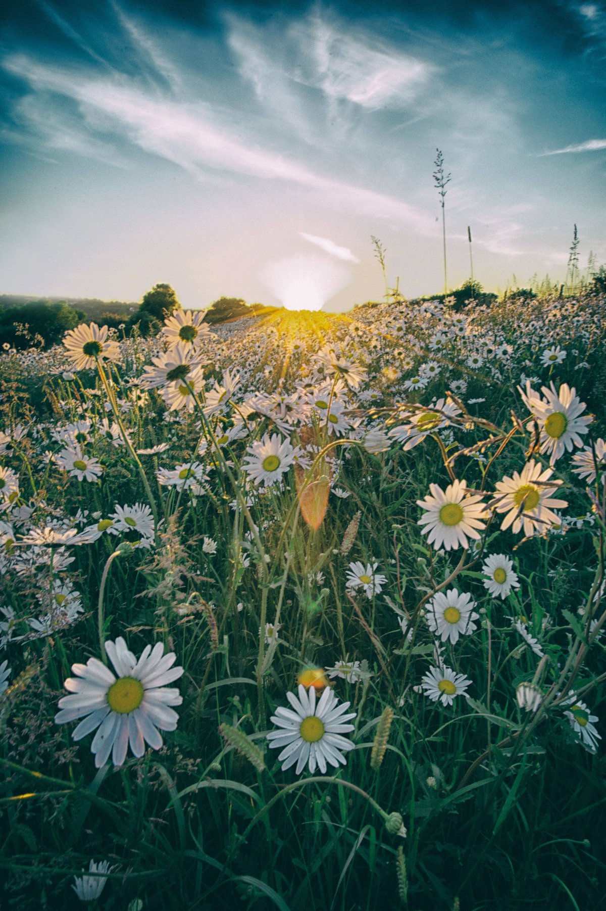 Цветы в ладонях