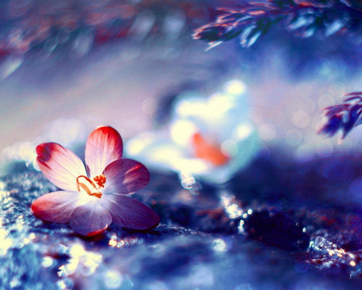 Красивые аватарки цветочки