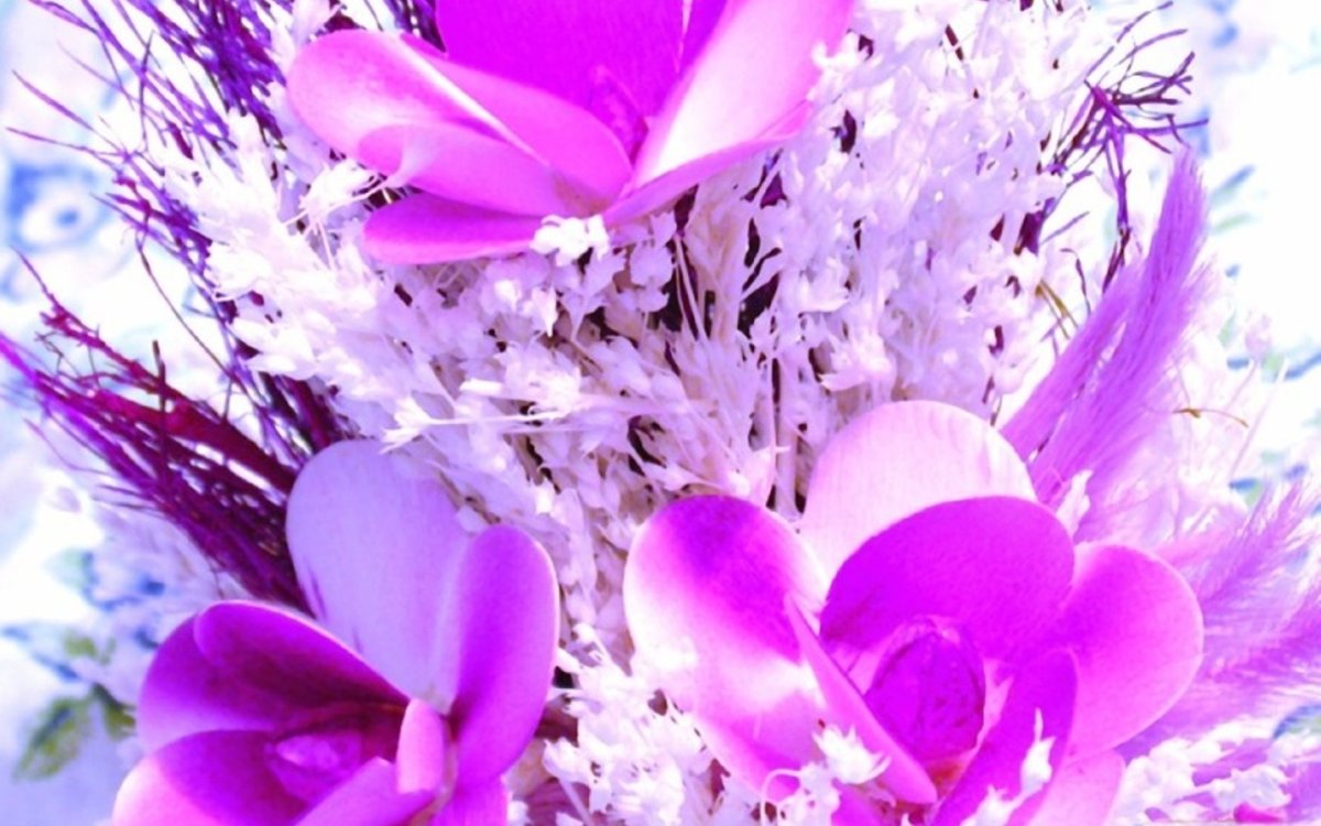 Роза Пурпл Эмперор