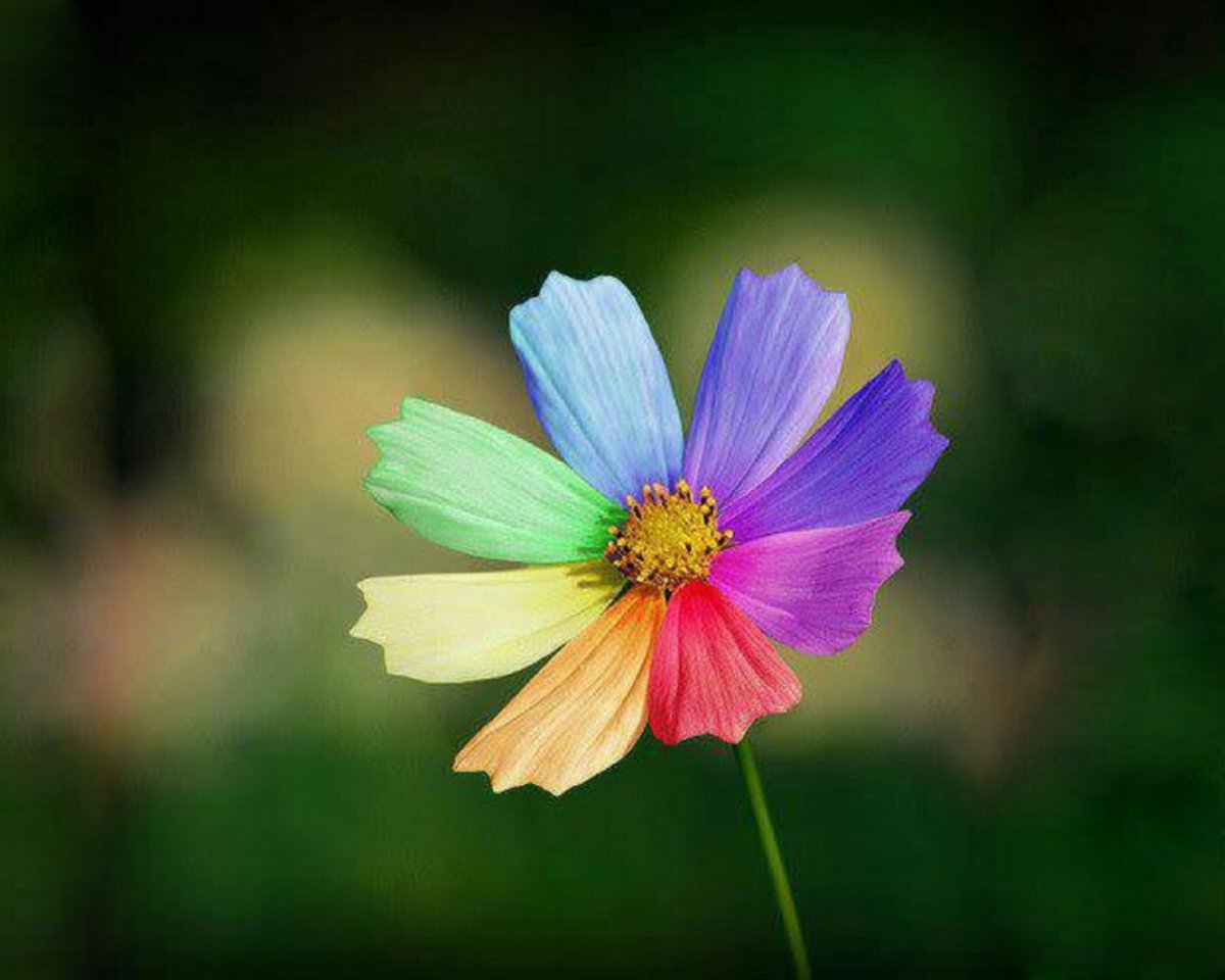 Самые красивые цветы