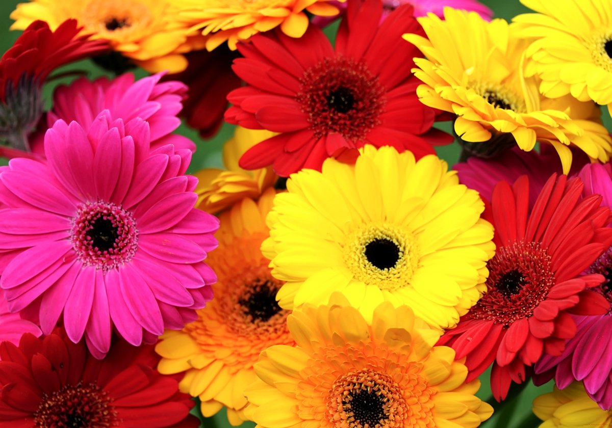 Красивые цветы на аватар