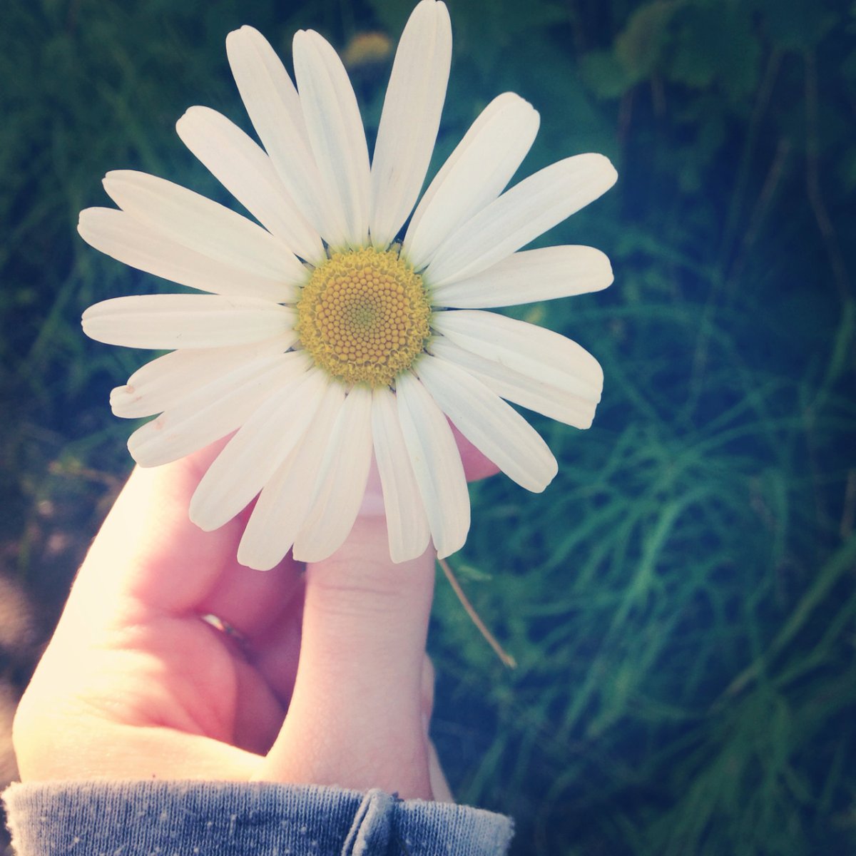 Ромашки и солнце