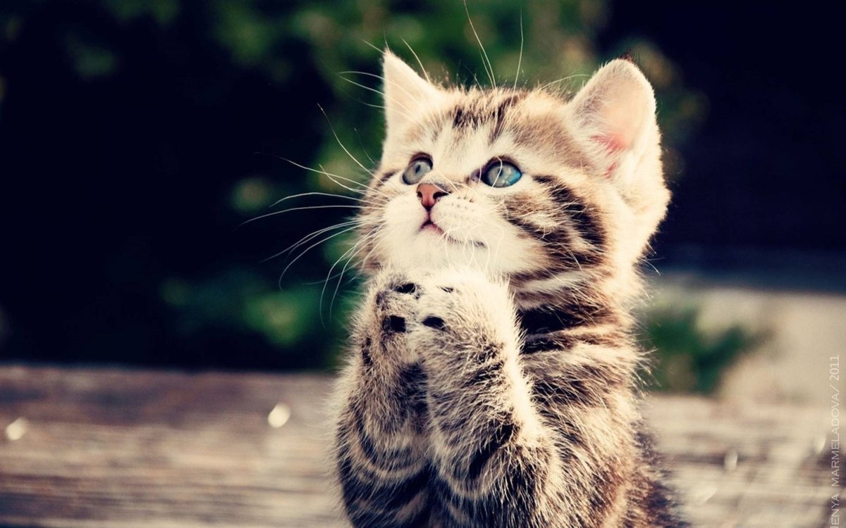 Милые котики